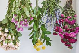 Plant, Flowers & Dried Flowers